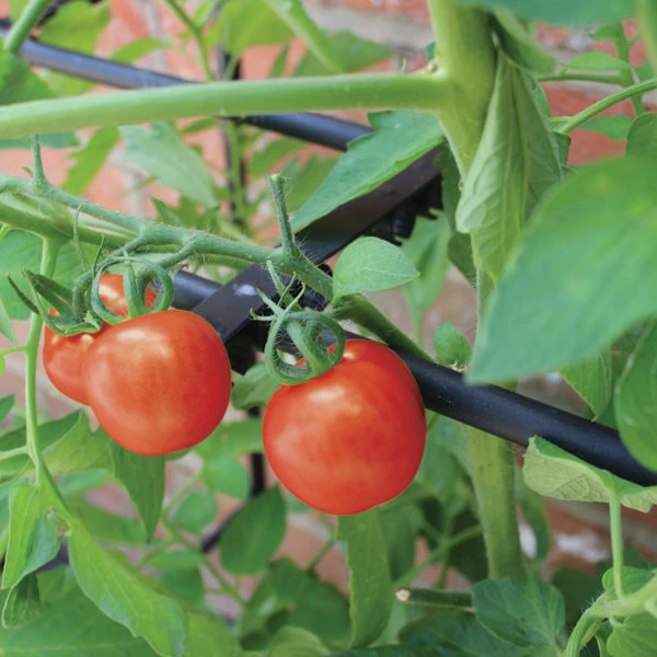 Tomato Crop-Booster Frame - Image 4