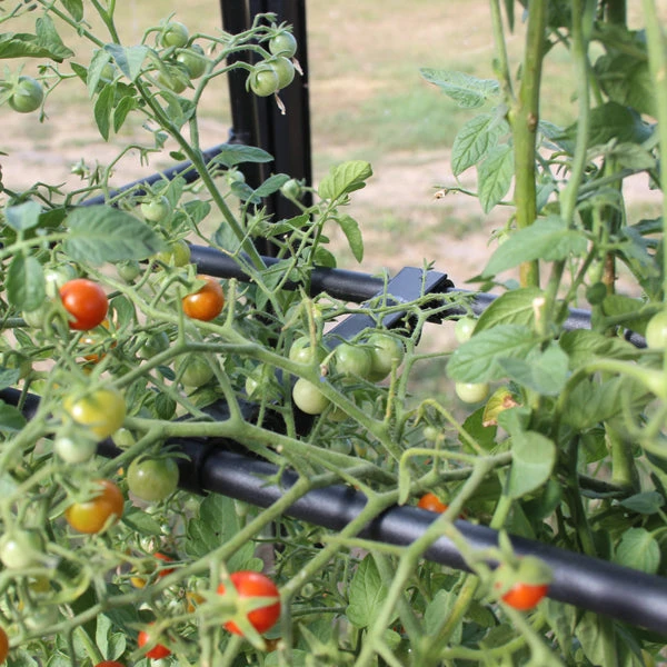 Tomato Crop-Booster Frame - Image 2