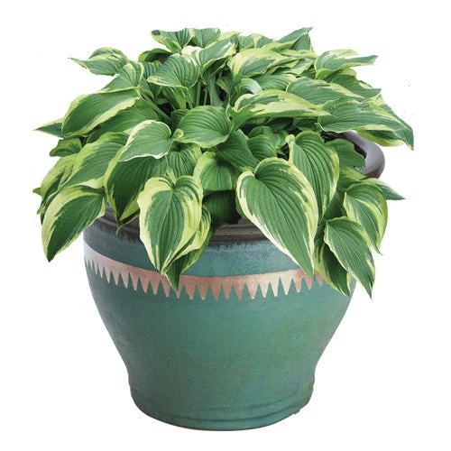 No Go Slug And Snail Copper Tape