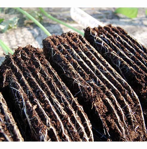 Rootrainers - Image 5